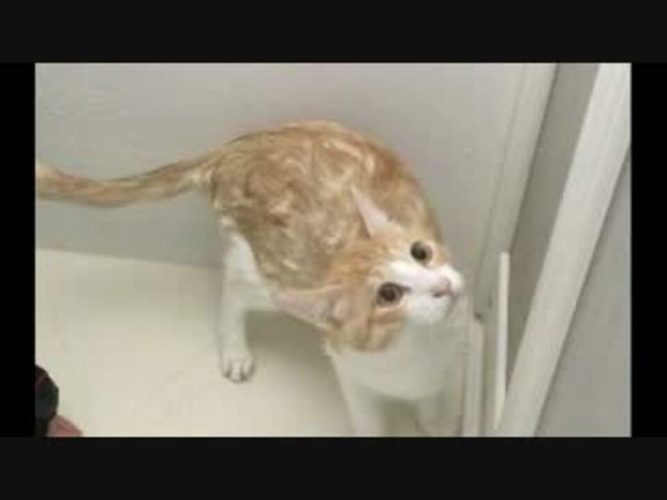 猫を水責めするぞ！！4thシーズン - ニコニコ動画