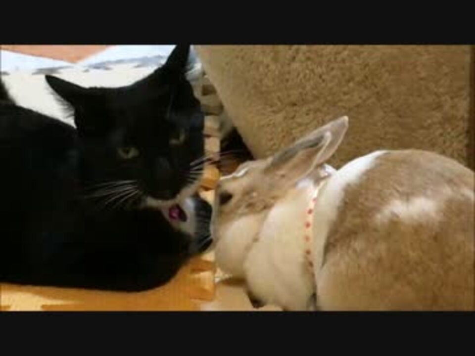 ネコとウサギが仲良しす ニコニコ動画