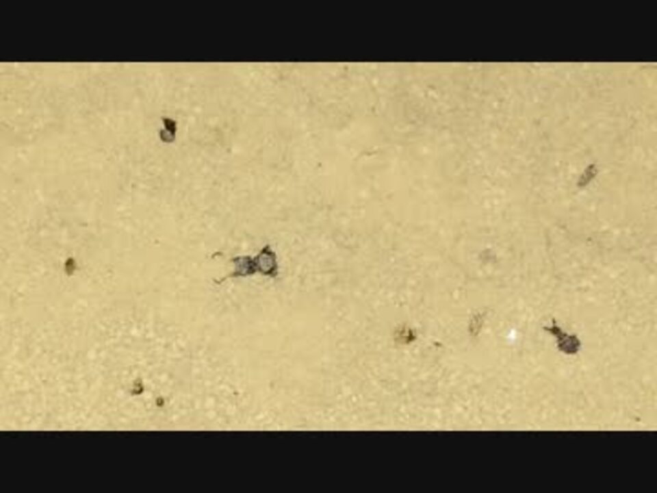 蟻戦争 75 アリの天敵アリジゴクを飼ってみた編 ニコニコ動画