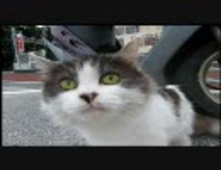 猫 鳴き声 ワーオ 3117 猫 鳴き声 わーお