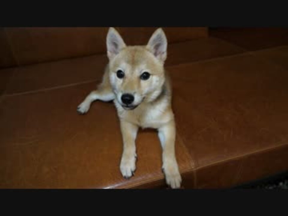 人気の 犬 動画 19 084本 4 ニコニコ動画