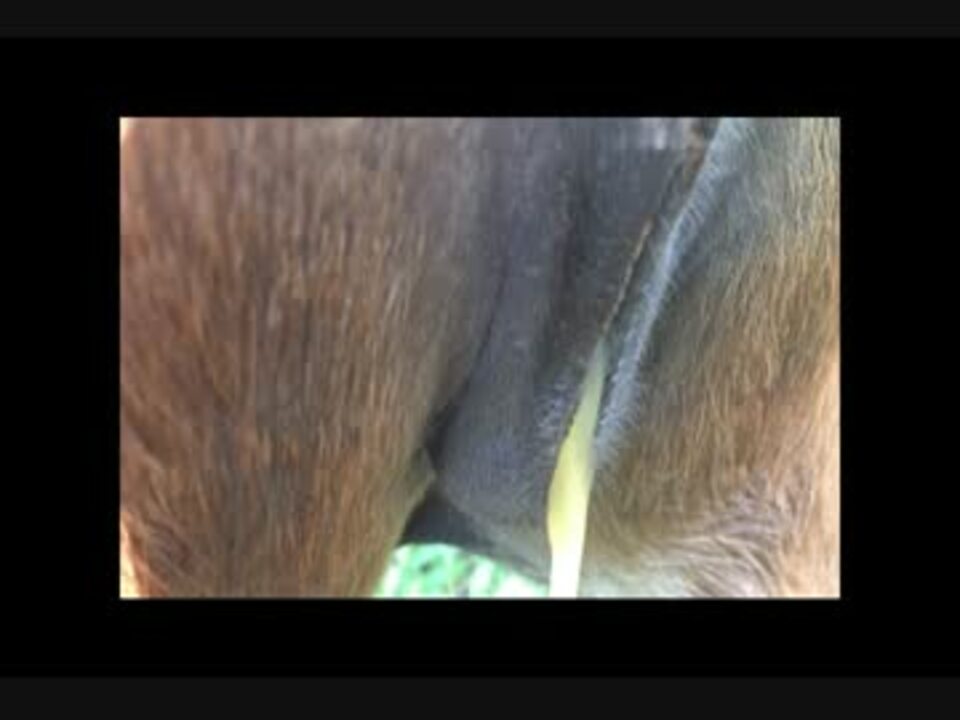 雌馬の性処理 ニコニコ動画