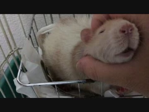 人気の「ラット」動画 240本 - ニコニコ動画