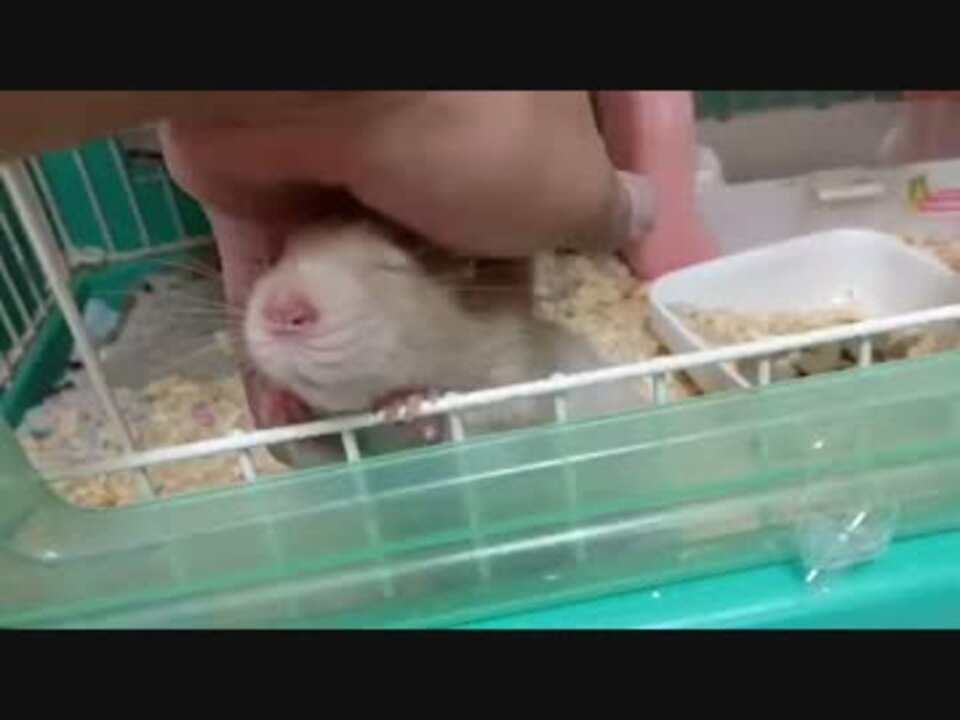 人気の 動物 ネズミ 動画 640本 14 ニコニコ動画