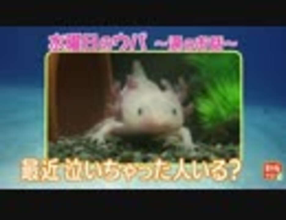 人気の ウーパールーパー 動画 625本 ニコニコ動画