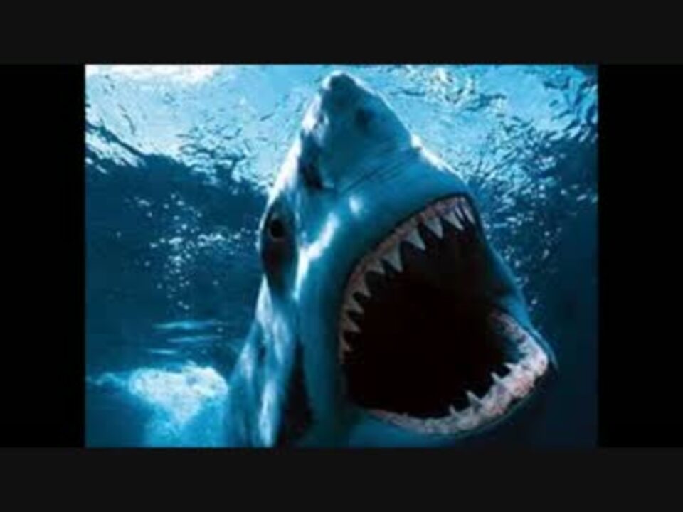 恐怖 見るだけで怖いサメの画像集 ニコニコ動画