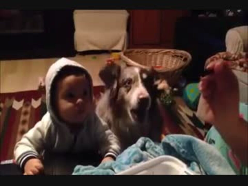 赤ちゃんに ママって言える 隣の犬 ママ 赤ちゃん ニコニコ動画