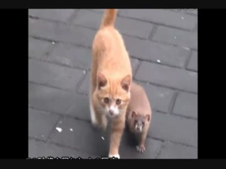 猫とイタチが出会ってみたら とっても仲良くなっちゃった W ニコニコ動画