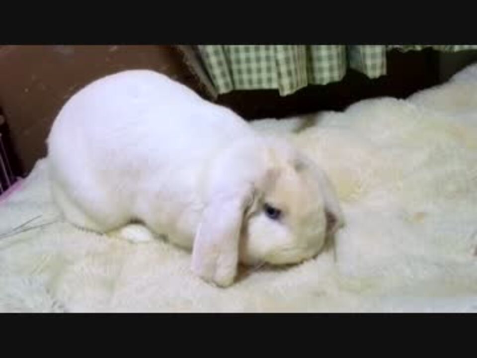 人気の ロップイヤー 動画 199本 2 ニコニコ動画