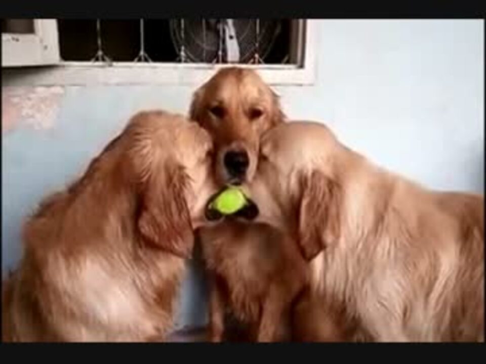 ボールを取り合うゴールデンレトリバー もう１匹が仲裁に来て W ニコニコ動画