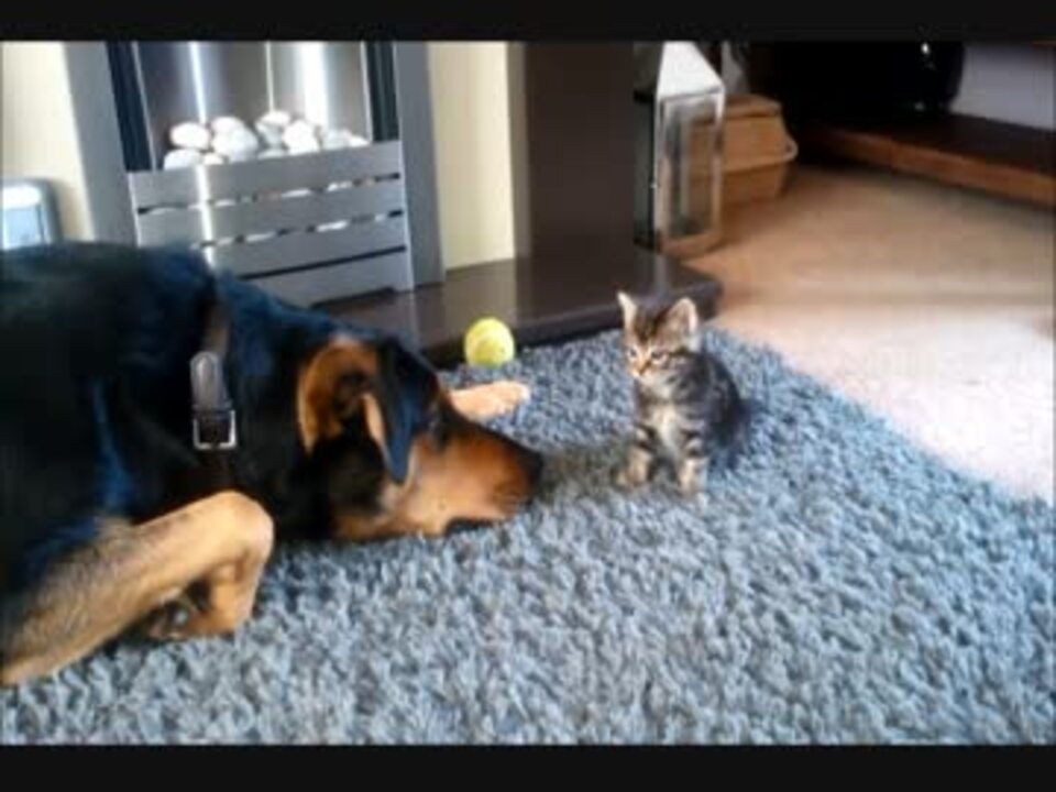 人気の 猫 犬 動画 1 513本 15 ニコニコ動画