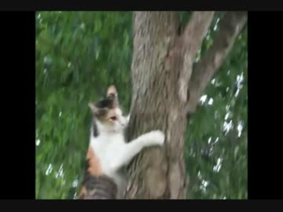 助けてニャ 子猫が木から降りられず 母猫が助けにやって来た ニコニコ動画