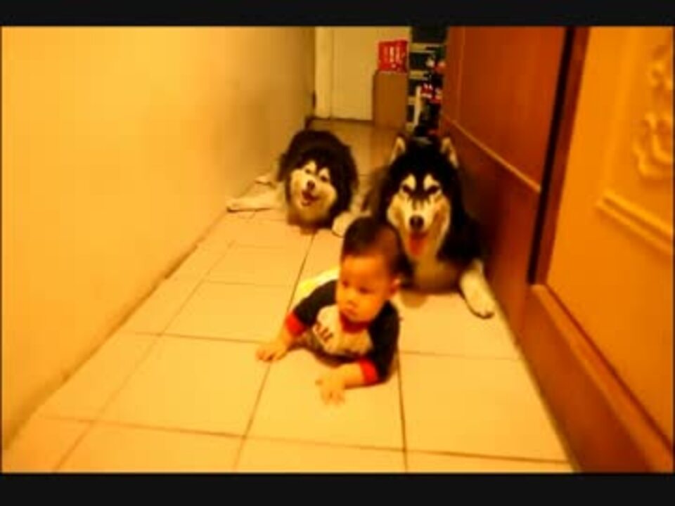 人気の ハスキー犬 動画 8本 ニコニコ動画