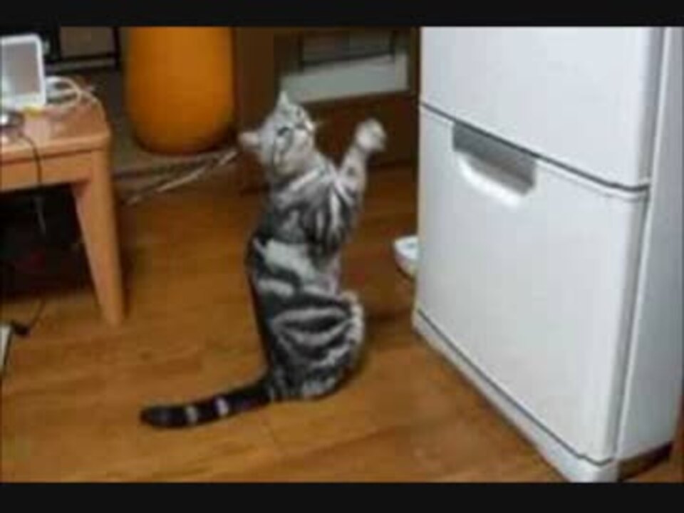 猫 ごはん食べたいニャ 冷蔵庫の前でお祈りポーズする猫 W ニコニコ動画