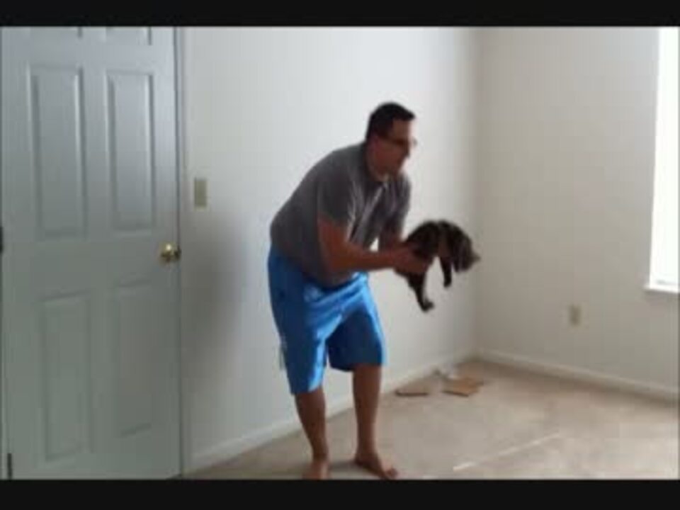 猫 もっと投げてニャ 飼い主に放り投げられて大喜びする猫 W ニコニコ動画