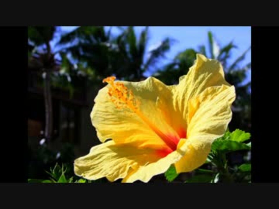 鈴木達央 よ み き か せ よりみちエレベーター 後編 ニコニコ動画