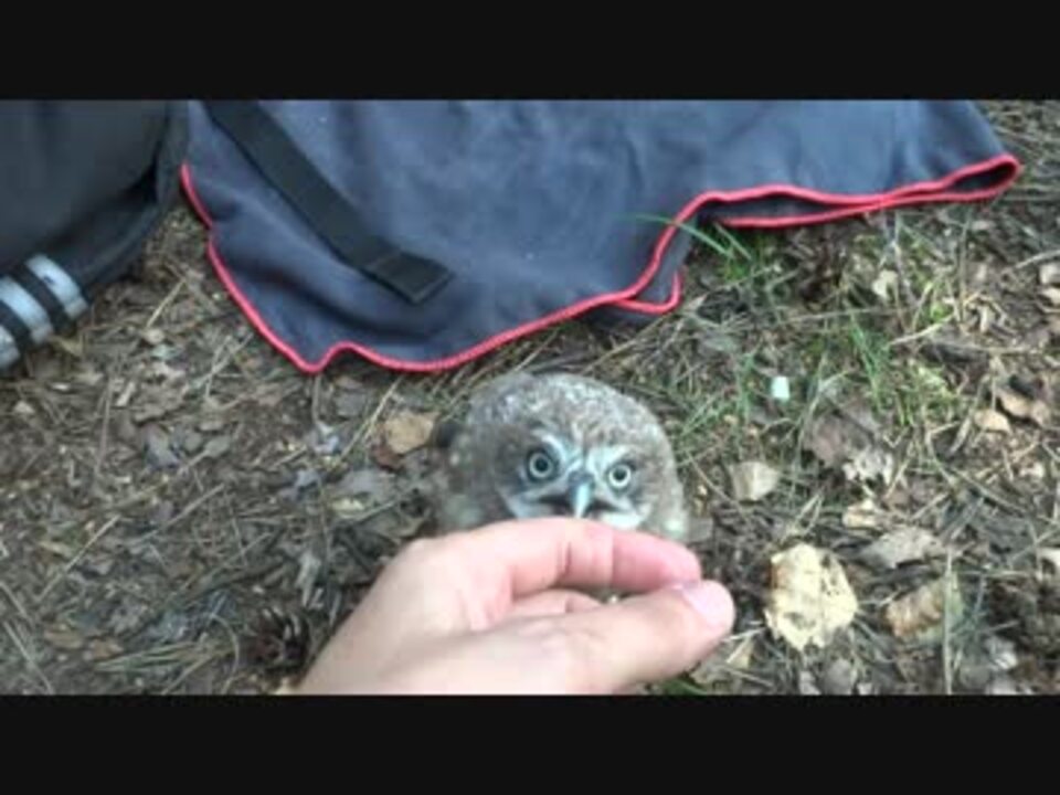 子フクロウをかわいがっている動画 ニコニコ動画