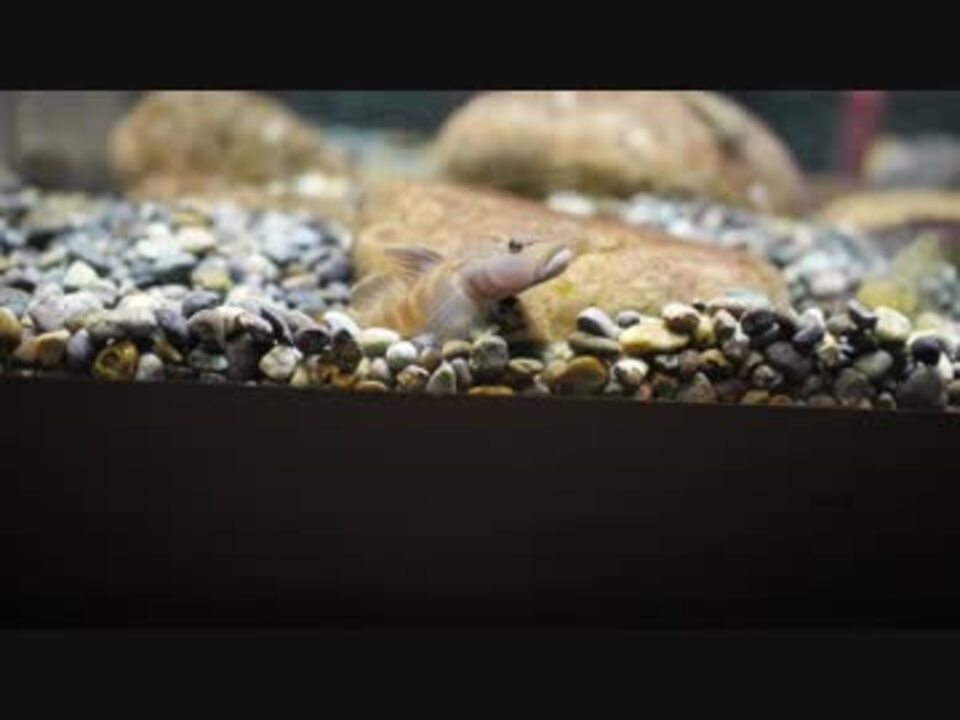 人気の ヨシノボリ 動画 28本 ニコニコ動画