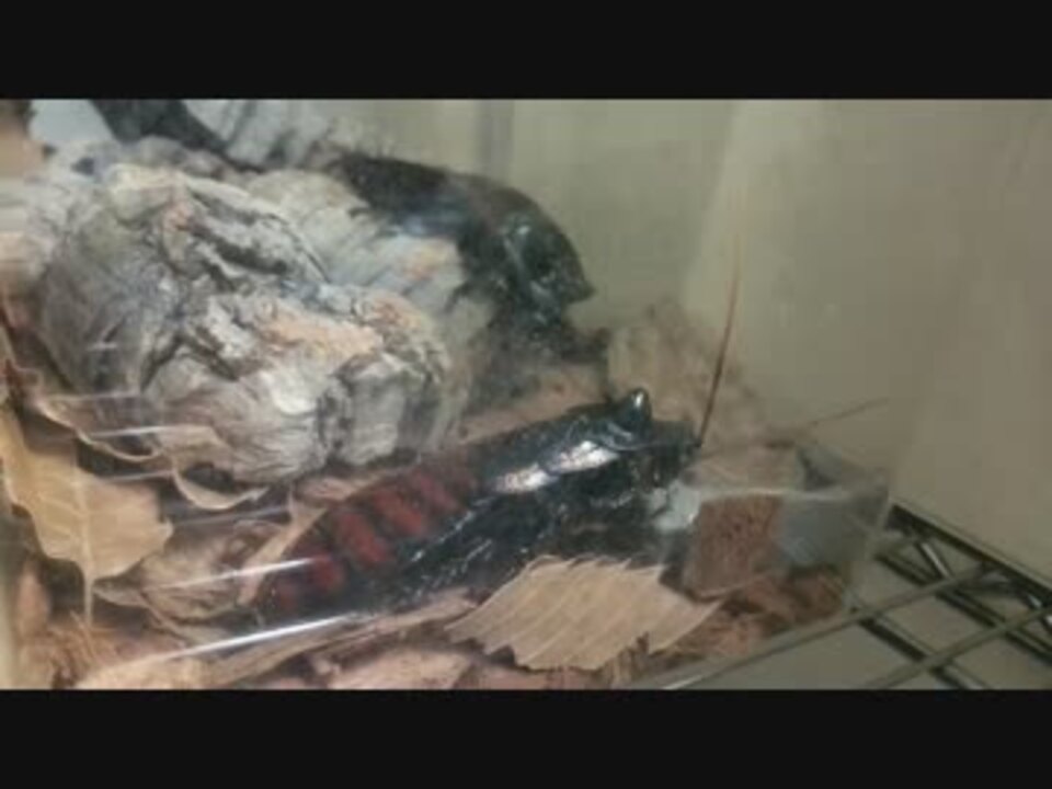 マダガスカルオオゴキブリ 喧嘩 ニコニコ動画