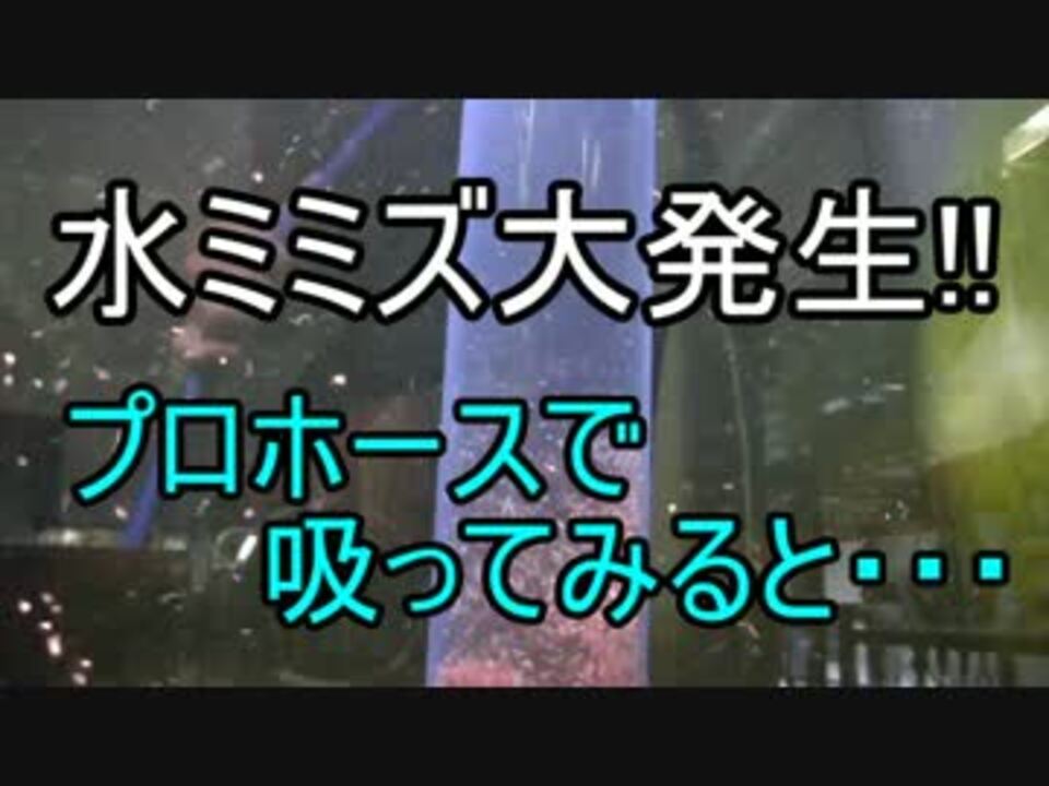 水ミミズが大発生した水槽の低床をプロホースで吸うと ニコニコ動画