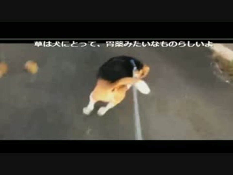 人気の ビーグル犬 動画 92本 ニコニコ動画