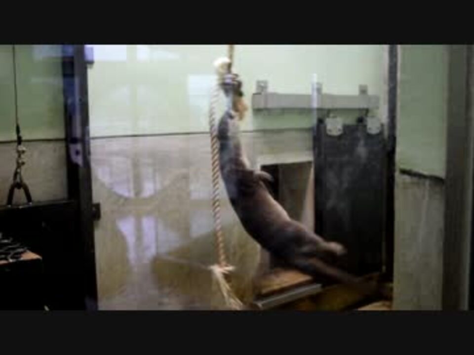 回るカワウソ 福岡市動植物園 ニコニコ動画