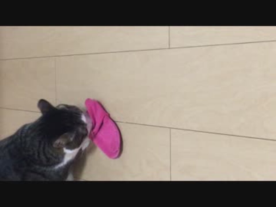 猫 靴下の匂いを嗅いで ニコニコ動画