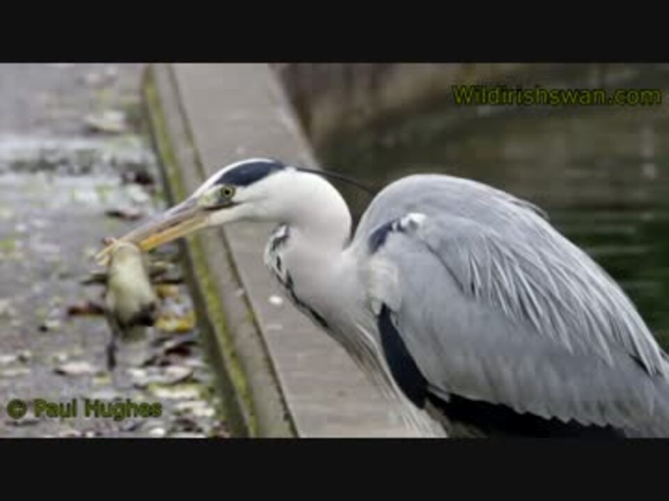 大型の鳥に捕食されてしまうかわいそうなカモのヒナ ニコニコ動画