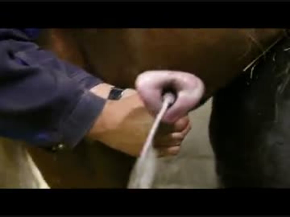 Horse ejaculation video - 🧡 Horse Semen Collection - Artificial Inseminati...
