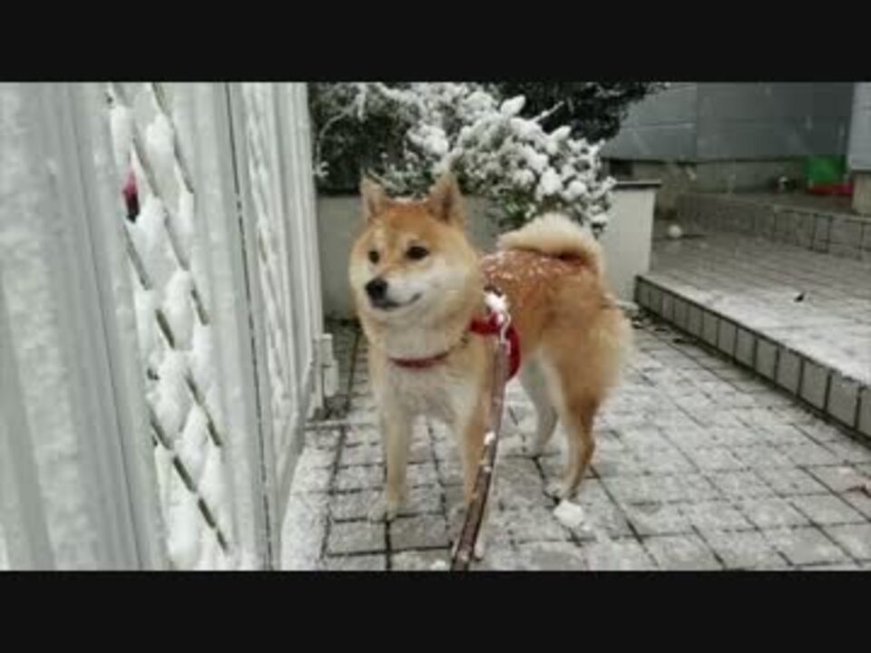 人気の 柴犬 動画 5 196本 9 ニコニコ動画