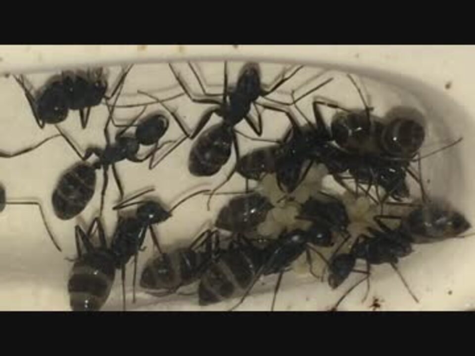 人気の 自然 蟻 動画 607本 5 ニコニコ動画