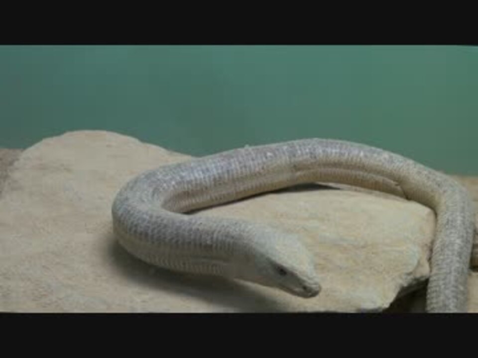 バルカンヘビガタトカゲ ニコニコ動画