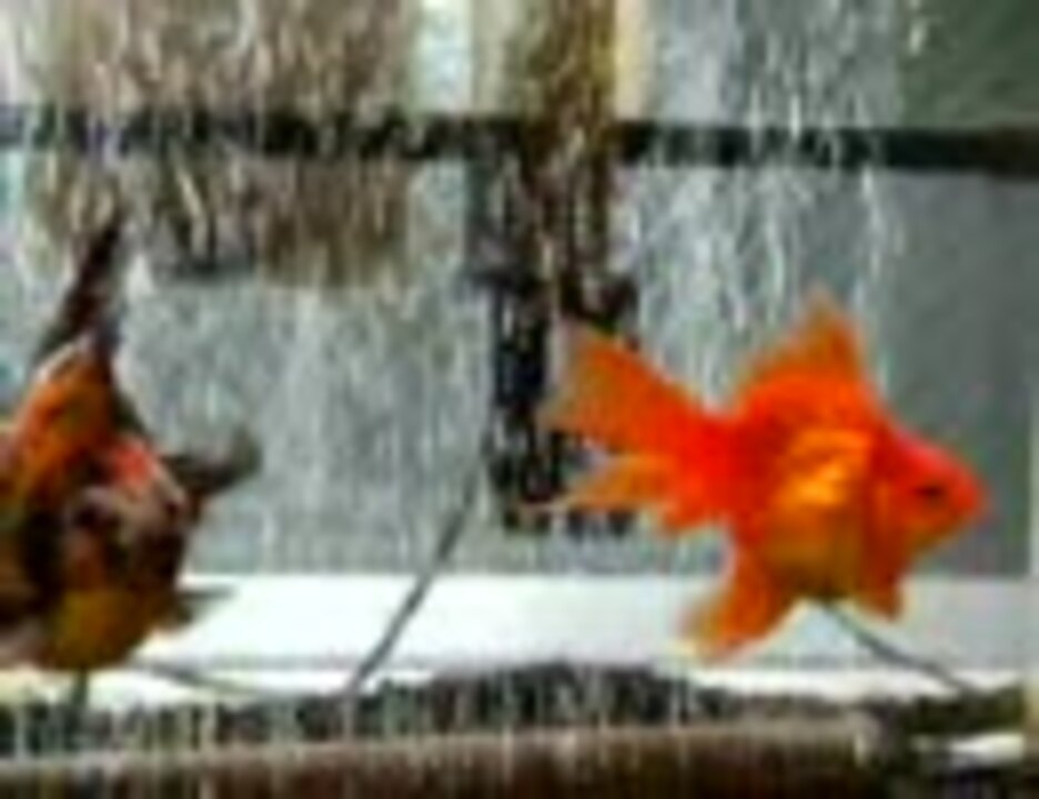 人気の 金魚 水槽 動画 176本 5 ニコニコ動画