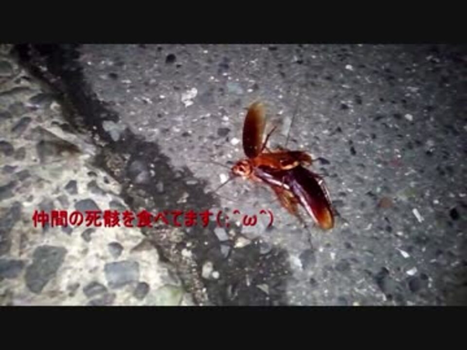 ゴキブリの死骸を食べるゴキブリ ニコニコ動画