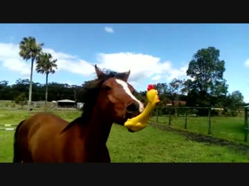 音が鳴るゴム製チキンのオモチャを気に入った馬 ニコニコ動画
