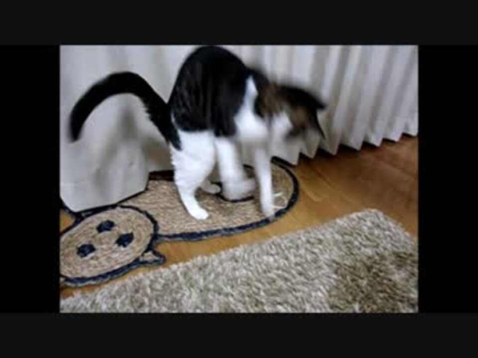 猫動画 猫のゴム紐遊び 保護猫 ニコニコ動画