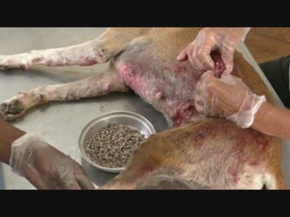 ホモと見るウマバエに寄生された犬 ニコニコ動画