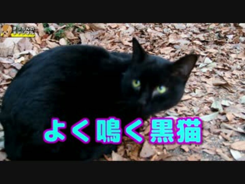 よく鳴く黒猫 ニコニコ動画