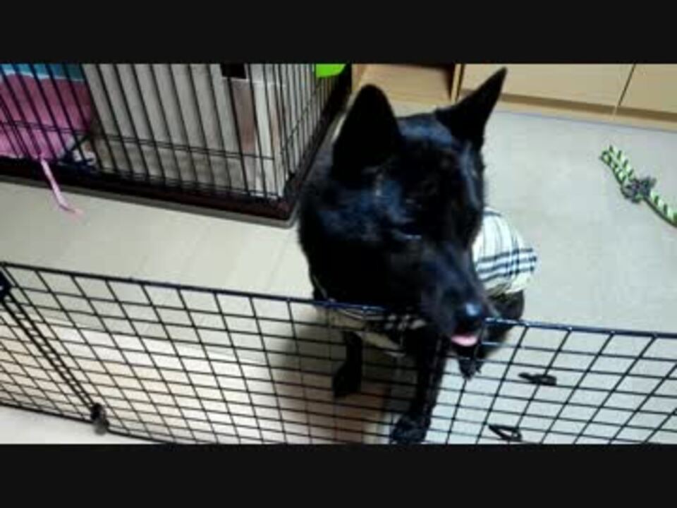 散歩を待ち侘びてきゅんきゅん鳴く甲斐犬 ニコニコ動画