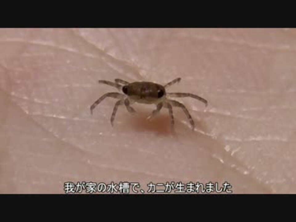 人気の ドワーフクラブ 動画 9本 ニコニコ動画