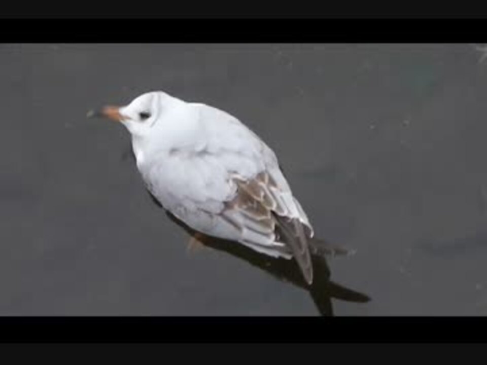 人気の 鳥 ゆりかもめ 動画 22本 ニコニコ動画
