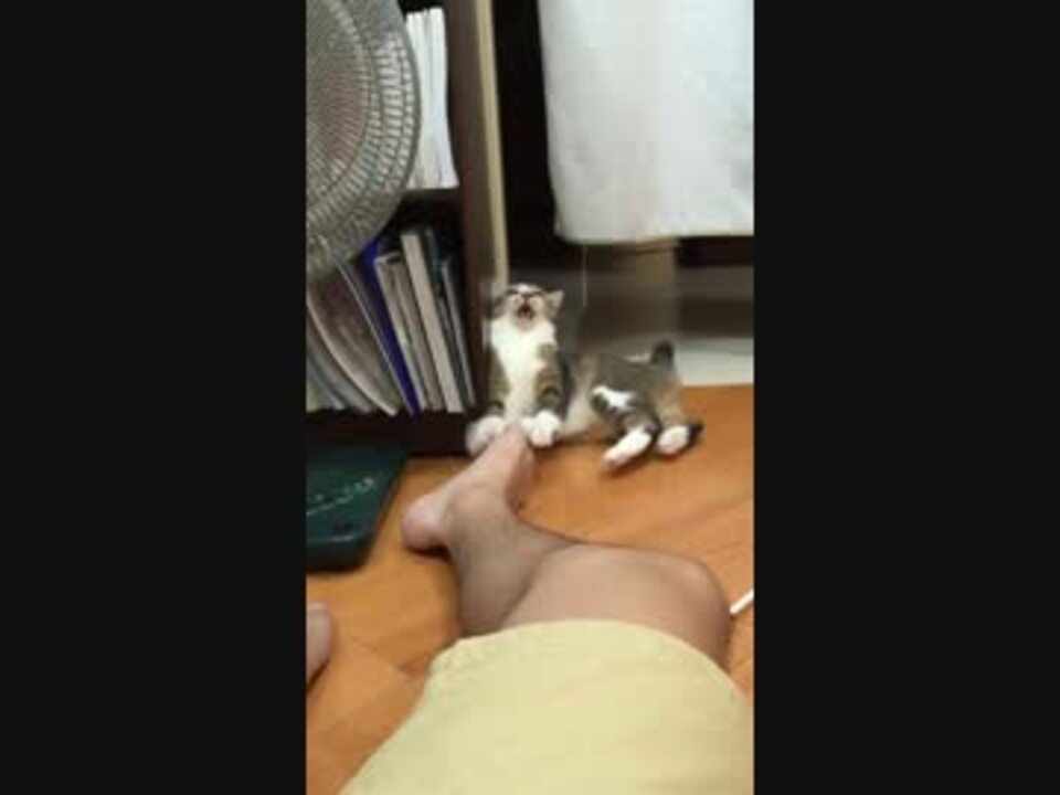 フレーメン反応の限界を超えた猫 ニコニコ動画