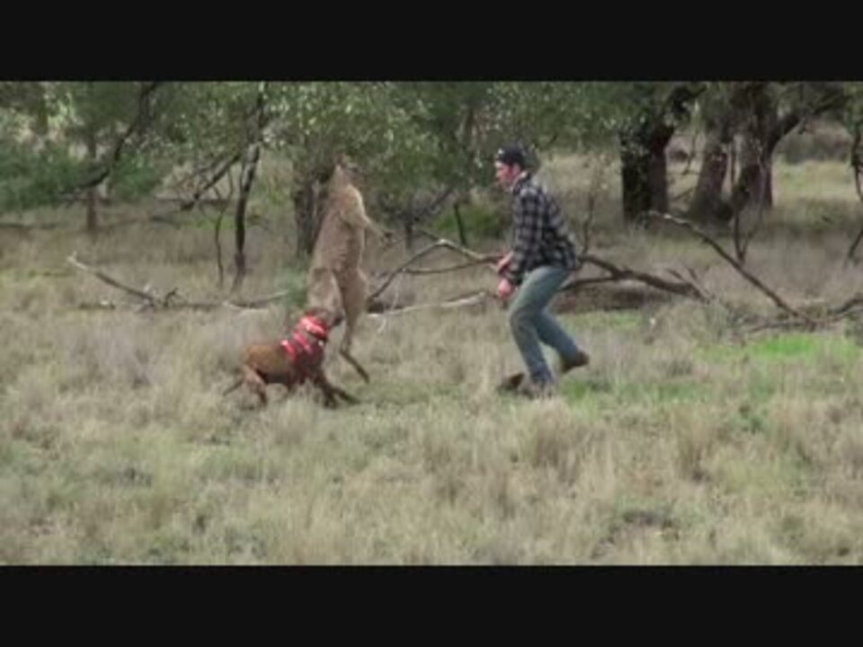 犬をいじめていたカンガルー 飼い主にブン殴られて W てなる ニコニコ動画