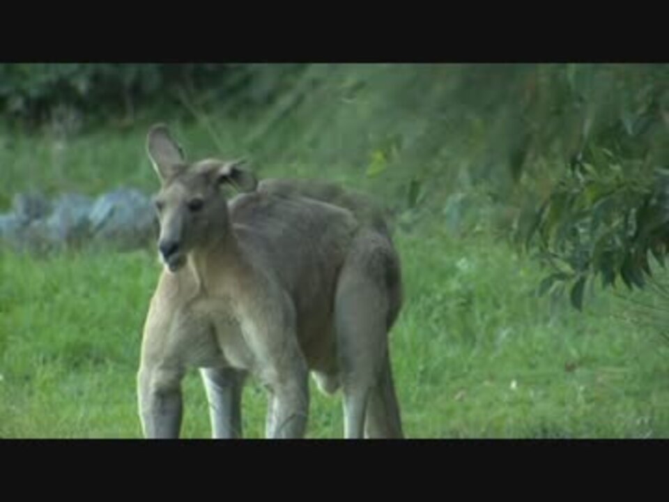 体重１００キロ 筋肉ムキムキカンガルーが怖すぎる ニコニコ動画