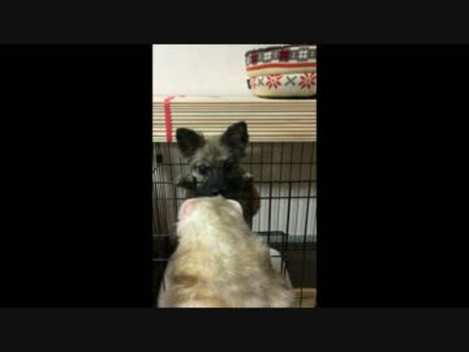 犬vsフェレット ニコニコ動画