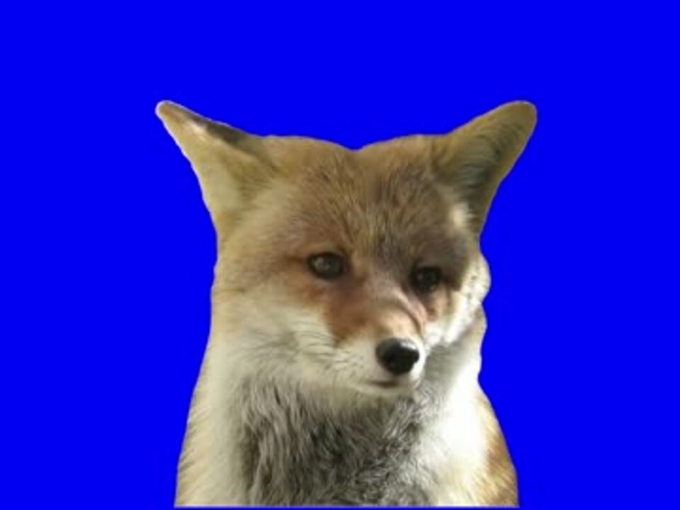 全てを悟った野獣先輩に似てる狐bb ニコニコ動画