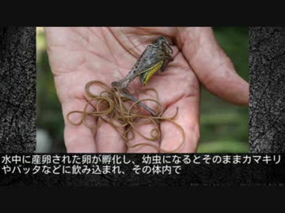 閲覧注意 地球上に存在するぞっとする寄生虫ベスト７ ニコニコ動画