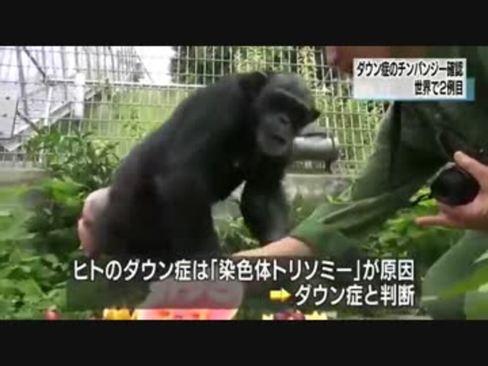 ダウン症のチンパンジー確認 世界で２例目 京大 ニコニコ動画