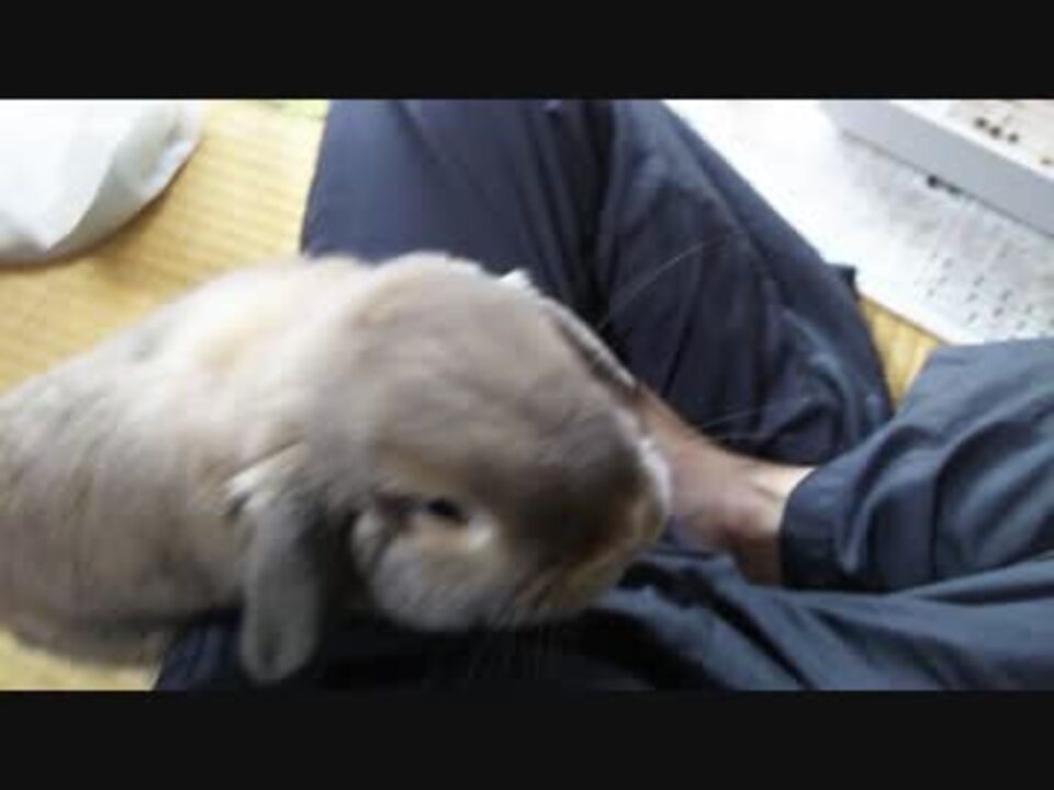 人気の 動物 うさぎ 動画 4 623本 38 ニコニコ動画