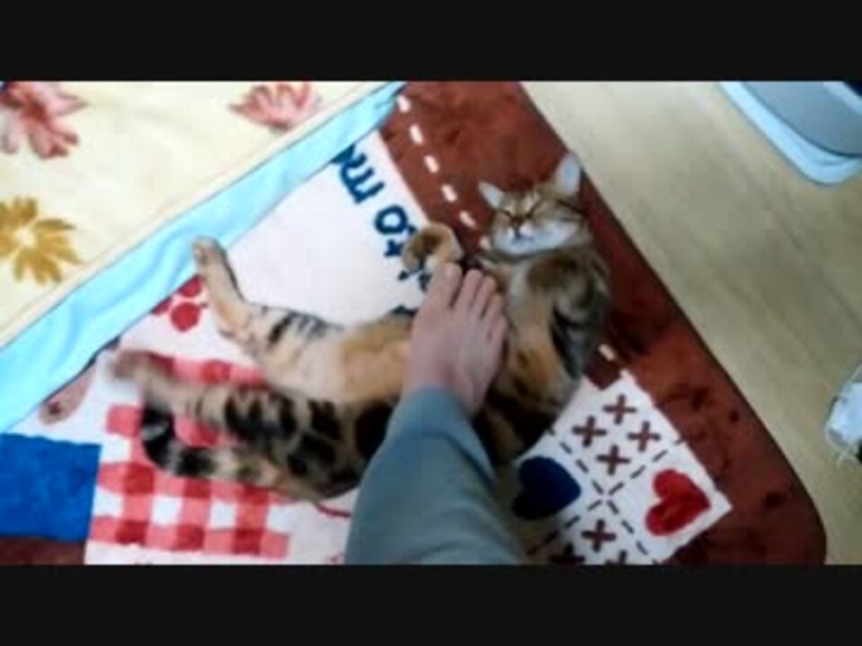 人気の 猫 虐待 動画 48本 ニコニコ動画